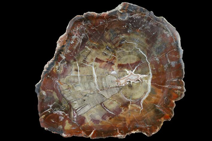 Triassic Petrified Wood (Araucaria) Slab - Circle Cliffs, Utah #118066
